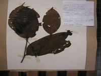 Herbarium sample